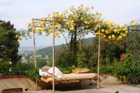 /album/i-fiori-di-casa-acquarella/a15-img-8496-r-jpg/